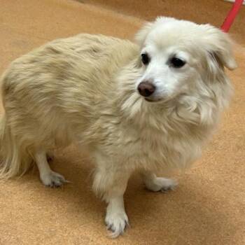 Margaret -  Pomeranian Dog for Adoption in Pacific Grove, California - Margaret | PetCurious