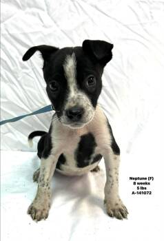 Australian Cattle Dog Blue Heeler and American Staffordshire Terrier Dogs Available for Adoption - Neptune The Mixed Breed Puppy! | PetCurious