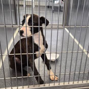 Beatriss -  Terrier Dog for Adoption in Montgomery, Alabama - Beatriss | PetCurious
