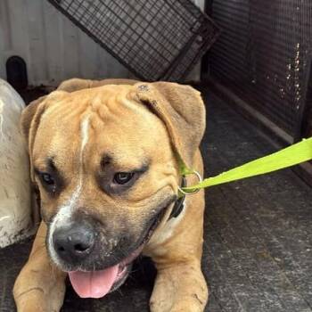 Bobo -  Mixed Breed Dog for Adoption in Gadsden, Alabama - Bobo | PetCurious