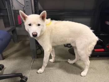 LOGAN -  Siberian Husky and Mixed Breed Dog for Adoption in Dallas, Texas - LOGAN | PetCurious