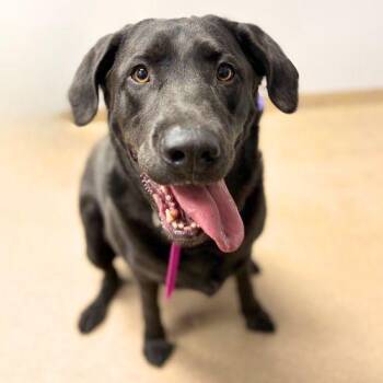 Labrador Retriever Dogs Available for Adoption in Aurora, Colorado - NALA | PetCurious