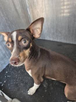 ROSCOE -  Chihuahua Dog for Adoption in San Antonio, Texas - ROSCOE | PetCurious