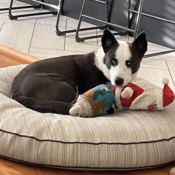 Alonso -  Mixed Breed and Border Collie Dog for Adoption in San Diego, California - Alonso | PetCurious