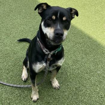 Rottweiler and Mixed Breed Dogs Available for Adoption in Greensboro, North Carolina - Abeona | PetCurious