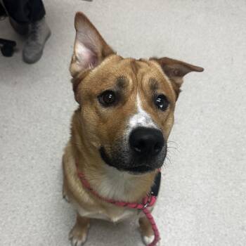 Tucker -  Mixed Breed Dog for Adoption in Murray, Utah - Tucker | PetCurious