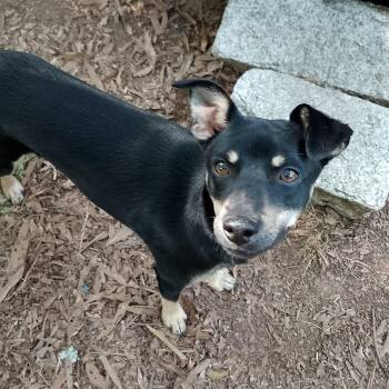 Monte Cristo -  Mixed Breed Dog for Adoption in Durham, North Carolina - Monte Cristo | PetCurious