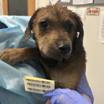 Veggie -  Mixed Breed Dog for Adoption in Charleston, West Virginia - Veggie | PetCurious