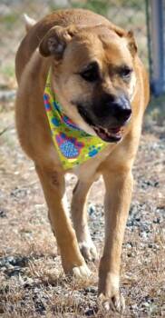 Tipsy -  Shepherd Dog for Adoption in Buena Vista, Colorado - Tipsy | PetCurious