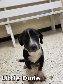 Little Dude -  Pit Bull Terrier and Chihuahua Dog for Adoption in Rocky Mount, North Carolina - Little Dude | PetCurious