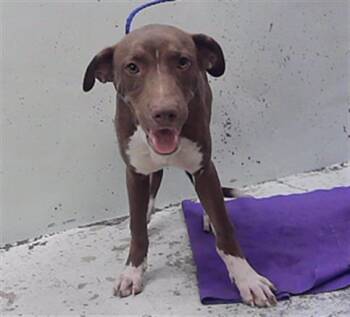 CLIFFORD -  Labrador Retriever and Mixed Breed Dog for Adoption in Houston, Texas - CLIFFORD | PetCurious