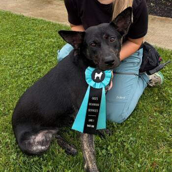 Clementine -  Mixed Breed Dog for Adoption in Canal Winchester, Ohio - Clementine | PetCurious