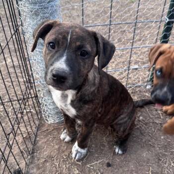 ALADDIN (LIGHT BLUE) DISNEY -  Mixed Breed and Pit Bull Terrier Dog for Adoption in Lawton, Oklahoma - ALADDIN (LIGHT BLUE) DISNEY | PetCurious