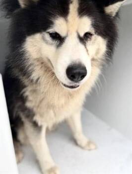 MILO GRAY ORTEGA -  Siberian Husky Dog for Adoption in Houston, Texas - MILO GRAY ORTEGA | PetCurious