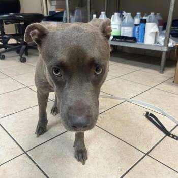 Terrier Dogs Available for Adoption in Birmingham, Alabama - Joanna | PetCurious