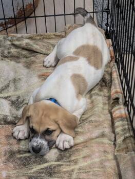 Anatolian Shepherd and Foxhound Dogs Available for Adoption - Clyde | PetCurious