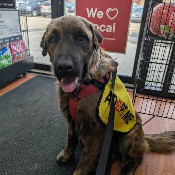 Mixed Breed Dogs Available for Adoption in Edmonton, Alberta - Gus | PetCurious