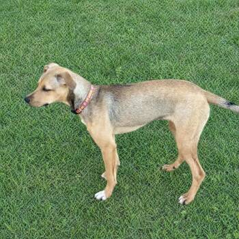Mia Grant -  Mixed Breed Dog Available for Adoption in Huntsville, Alabama - Mia Grant | PetCurious