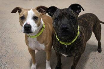 Pit Bull Terrier Dogs Available for Adoption - Bonded Pair Hallsey And Ellie | PetCurious