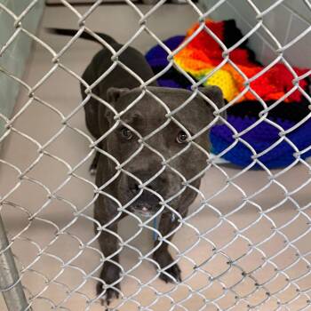S63712 -  Pit Bull Terrier Dog for Adoption in Newark, New Jersey - S63712 | PetCurious