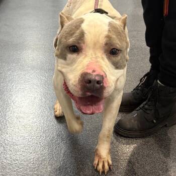 Mixed Breed Dogs Available for Adoption in Allentown, Pennsylvania - LVH-Stray-13430 | PetCurious