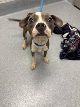 GLEEP -  Pit Bull Terrier and Mixed Breed Dog for Adoption in Indianapolis, Indiana - GLEEP | PetCurious
