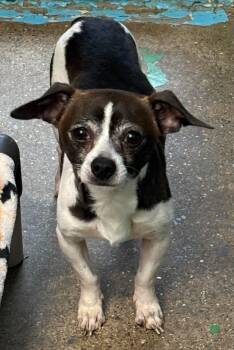 Chihuahua Dogs Available for Adoption in Rustburg, Virginia - Joey, Not At The Shelter  (Shannon) | PetCurious
