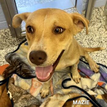 Mazie -  Mixed Breed Dog for Adoption in Madisonville, Tennessee - Mazie | PetCurious