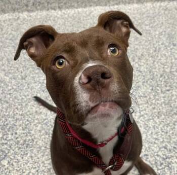 Terrence -  Pit Bull Terrier and Labrador Retriever Dog for Adoption in Golden, Colorado - Terrence | PetCurious