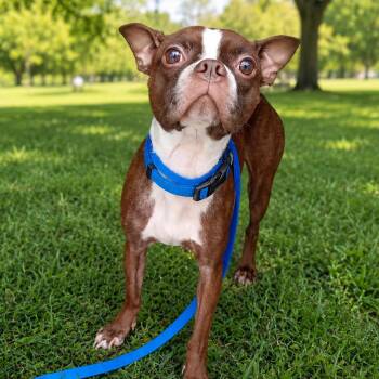 Bentley -  Boston Terrier Dog for Adoption in Arlington, Virginia - Bentley | PetCurious