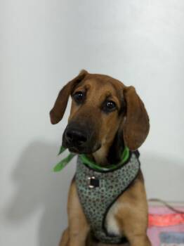 Secret-One of our Amazing Rescue Dogs -  Redbone Coonhound and Bloodhound Dog for Adoption in Carlsbad, California - Secret-One Of Our Amazing Rescue Dogs | PetCurious