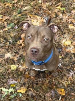 Rescue Mixed Breed Dogs for Adoption in West Chester, Pennsylvania - Cairo | PetCurious