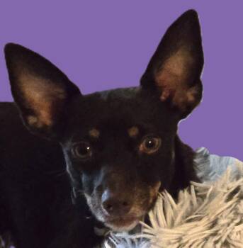 Rescue Chihuahua Dogs for Adoption in Savannah, Georgia - Paco | PetCurious