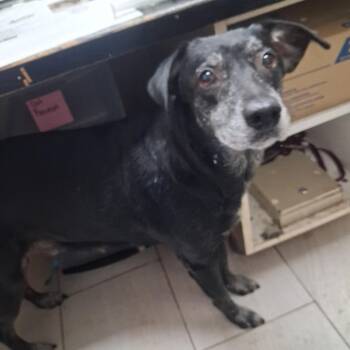 Marley -  Mixed Breed Dog for Adoption in Lufkin, Texas - Marley | PetCurious