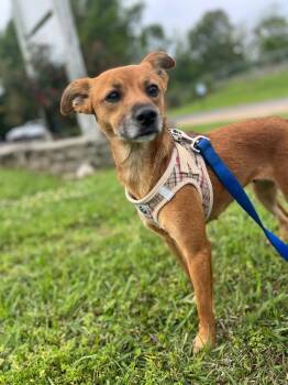 Miniature Pinscher and Terrier Dogs Available for Adoption in Saint Francisville, Louisiana - Foxey | PetCurious
