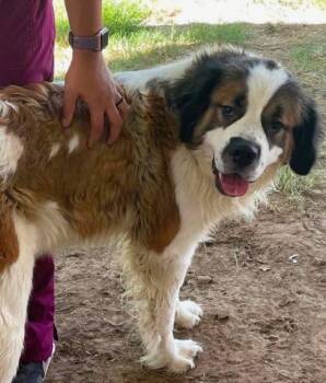 Bam Bam -  Saint Bernard Dog for Adoption in Magnolia, Texas - Bam Bam | PetCurious