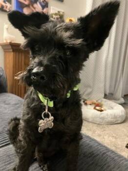 Schnauzer and Mixed Breed Dogs Available for Adoption - Dexter Jack | PetCurious