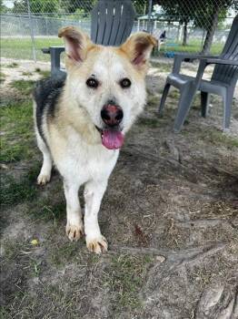 MARY ANNE -  German Shepherd Dog Dog for Adoption in Conroe, Texas - MARY ANNE | PetCurious