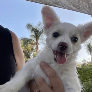 Patrick Star -  Terrier and Mixed Breed Dog for Adoption in Riverside, California - Patrick Star | PetCurious