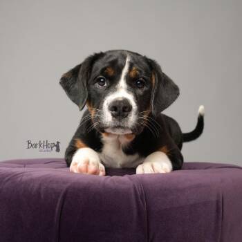 Bear -  English Bulldog and Beagle Dog for Adoption in Chester Springs, Pennsylvania - Bear | PetCurious