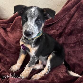 Chocolate Chip -  Australian Cattle Dog Blue Heeler and Mixed Breed Dog for Adoption in Cheyenne, Wyoming - Chocolate Chip | PetCurious