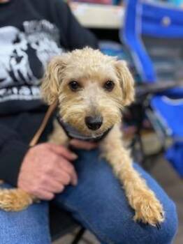 Rescue Yorkshire Terrier and Poodle Dogs for Adoption in Fowlerville, Michigan - Cloe - COMING SOON | PetCurious