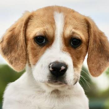 Beagle Dogs Available for Adoption in Frederick, Maryland - Winter-Available! Www.LHAR.dog To Apply! | PetCurious