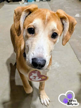 Rescue German Shepherd Dog and Pit Bull Terrier Dogs for Adoption in Kenai, Alaska - Oozzie | PetCurious