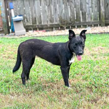 Polly Pocket -  Mixed Breed Dog for Adoption in Groveland, Massachusetts - Polly Pocket | PetCurious