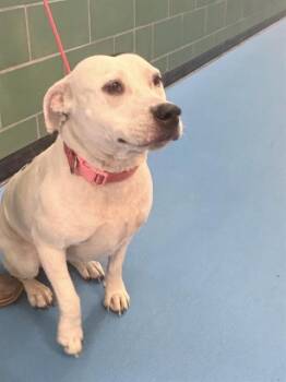 LITTLE BABY GIRL -  Pit Bull Terrier and Mixed Breed Dog for Adoption in Dallas, Texas - LITTLE BABY GIRL | PetCurious