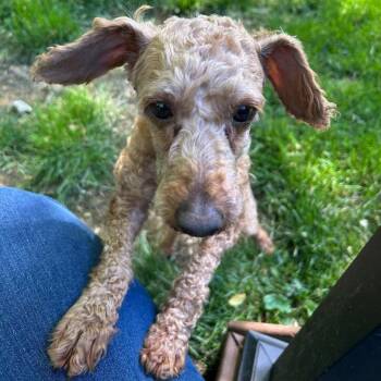 Miniature Poodle Dogs Available for Adoption in Cincinnati, Ohio - Hershey | PetCurious