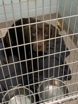 Lilly -  Labrador Retriever and Mixed Breed Dog for Adoption in Fishers, Indiana - Lilly | PetCurious