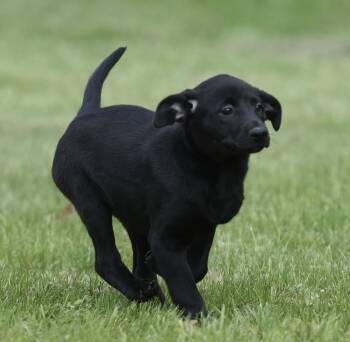 Labrador Retriever and Border Collie Dogs Available for Adoption in Mechanicsburg, Pennsylvania - SIENNA | PetCurious