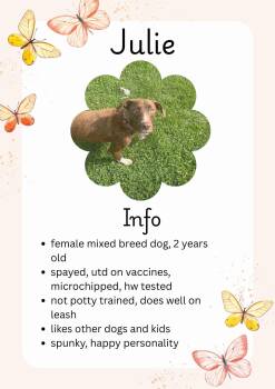 Rescue Mixed Breed Dogs for Adoption in Greensburg, Indiana - Julie | PetCurious